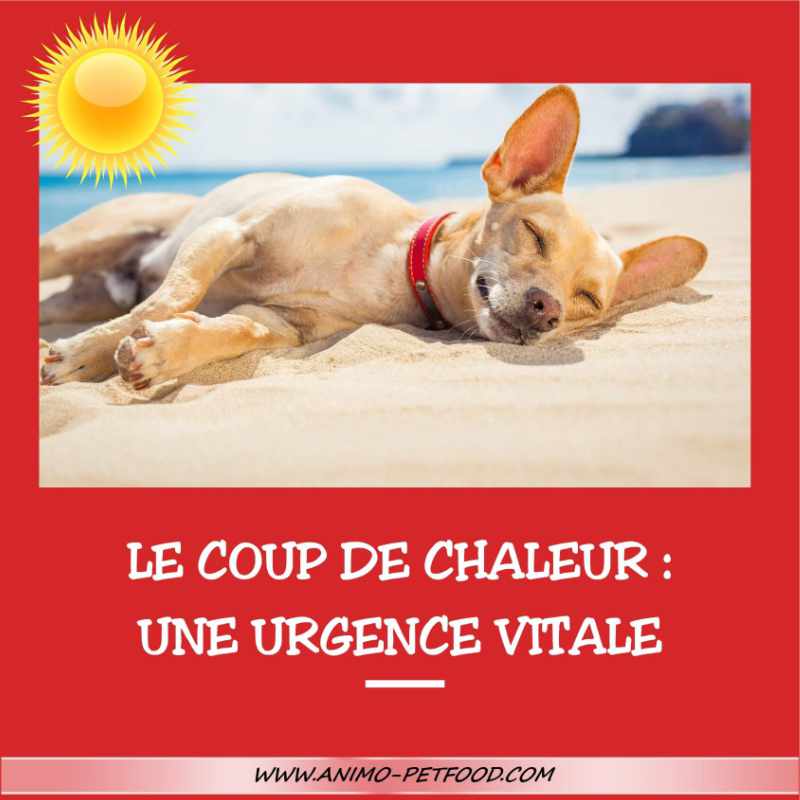 coup-de-chaleur-urgence-veterinaire-vitale